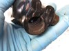 Picture of Kubota 33740-62250 Steering U-Joint