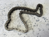 Picture of Massey Ferguson 3801273M1 Hydraulic Pump Drive Chain