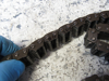 Picture of Massey Ferguson 3801273M1 Hydraulic Pump Drive Chain