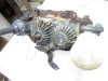 Picture of Hydrostatic Transmission Assy with  one way clutch K7001-39000  K7001-39006  K7001-39008  Kubota F2560  Mower K3511-14950 K3511-14920 K3511-12410